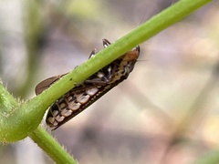 Paraulacizes irrorata