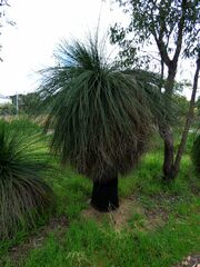 Xanthorrhoea preissii