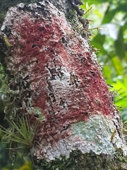 Herpothallon rubrocinctum