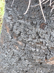 Xanthorrhoea preissii