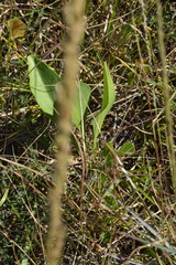 Rudbeckia texana