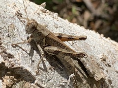 Melanoplus ponderosus