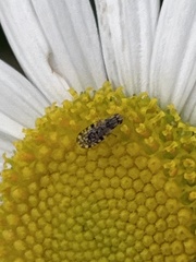 Dioxyna picciola