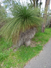Xanthorrhoea preissii