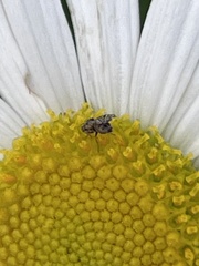 Dioxyna picciola