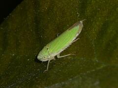 Syncharina lineiceps