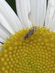 Dioxyna picciola