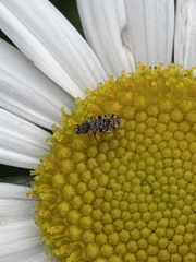 Dioxyna picciola