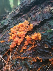 Tulasnella aurantiaca