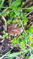 Pristimantis unistrigatus