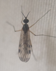 Sylvicola fenestralis