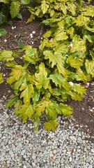 Thaumatophyllum xanadu