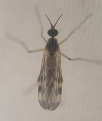Sylvicola fenestralis