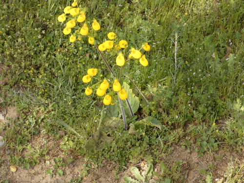 Calceolaria corymbosa (Calceolaria corymbosa)