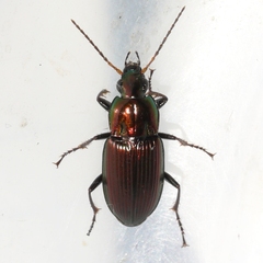 Poecilus chalcites