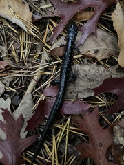 Plethodon