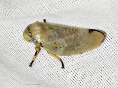 Ptyelus