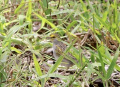 Ammodramus aurifrons