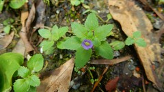 Stemodia verticillata