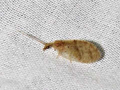 Hemerobius
