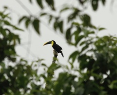 Ramphastos