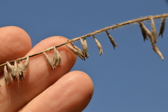 Oenothera filiformis