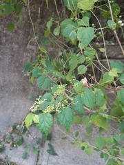 Ampelopsis glandulosa hancei
