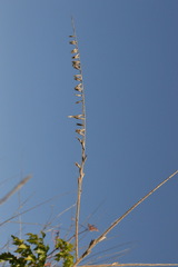 Oenothera filiformis