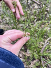 Daucus
