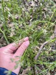 Daucus