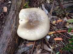Omphalotus nidiformis