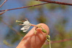 Oenothera filiformis