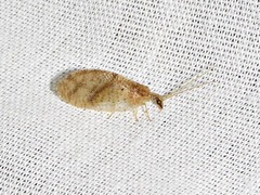 Hemerobius