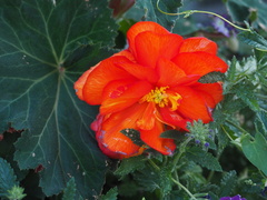 Begonia × tuberhybrida