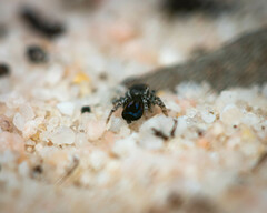 Maratus robinsoni