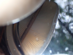 Omphalotus nidiformis