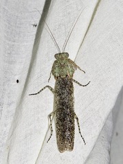 Tarachodinae