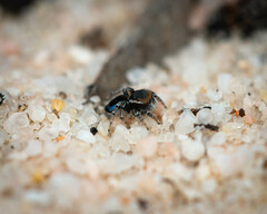Maratus robinsoni