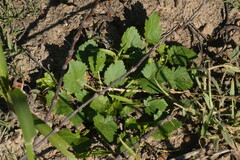 Modiola caroliniana