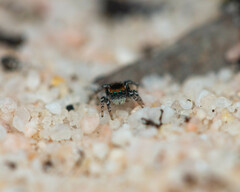 Maratus robinsoni