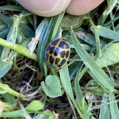 Epilachna paenulata