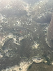 Lutjanus argentimaculatus