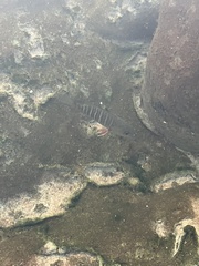 Lutjanus argentimaculatus