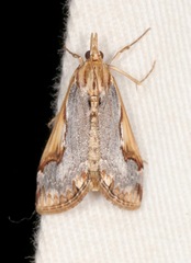 Loxostege albiceralis
