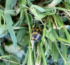 Epilachna paenulata