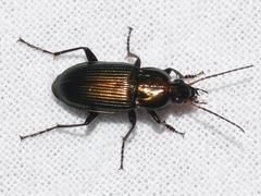 Poecilus chalcites