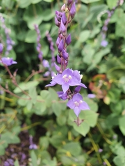 Veronica perfoliata