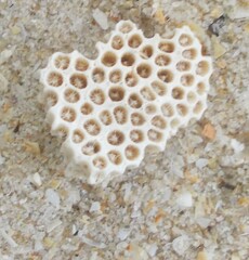 Plesiastrea versipora
