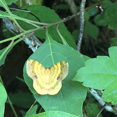 Erastria decrepitaria