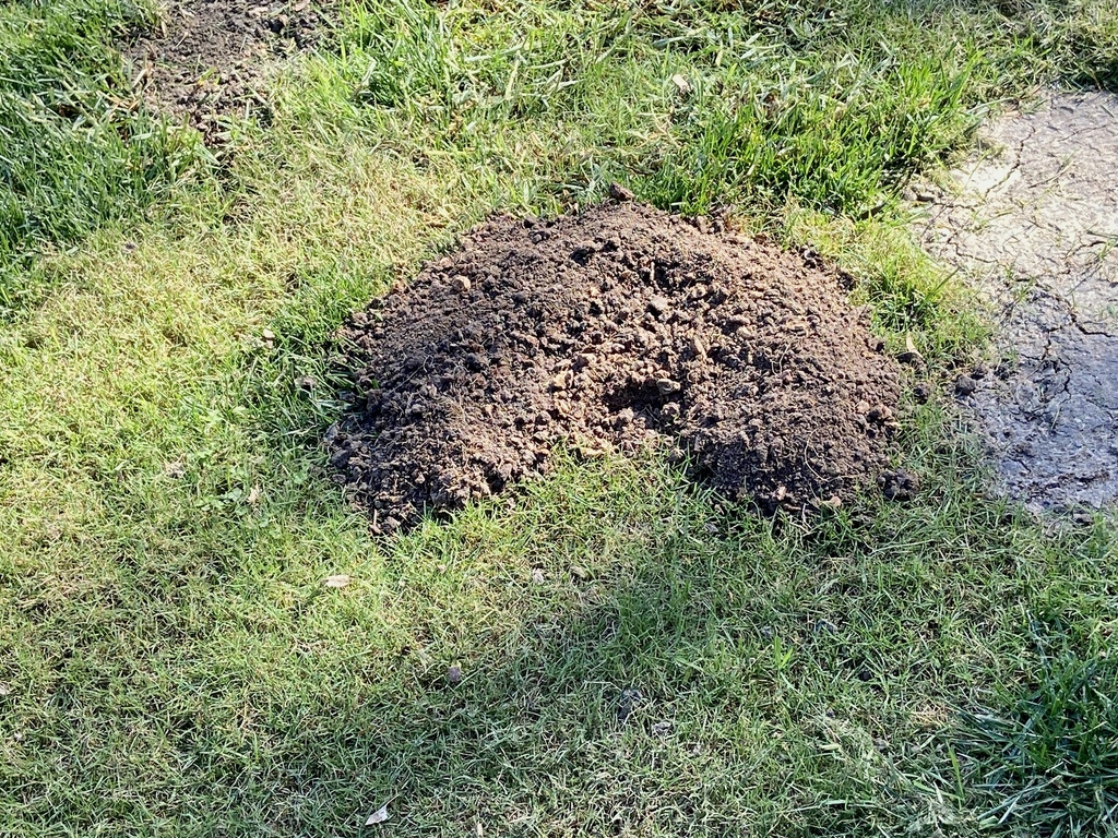 Botta's Pocket Gopher from Laguna Niguel, CA, USA on October 27, 2022 ...